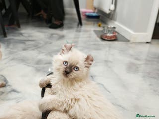 American Curl cats RARE, Unique, Affectionate American Curl Kittens! - Advert 3