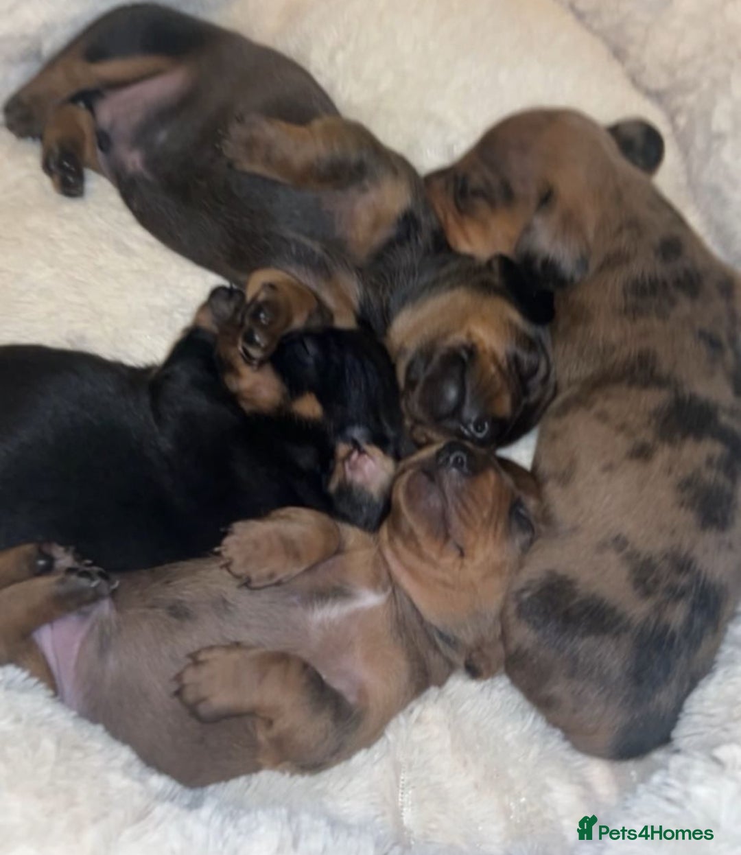 Miniature Dachshund dogs for stud: KC REGISTERED true miniature dachshund for stud in Sittingbourne - Advert 5