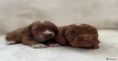 Cockapoo dogs - Advert 5