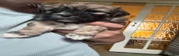 Mixed Breed dogs for sale: Four beautiful Maltipeke puppies  in Wirral - Advert 5