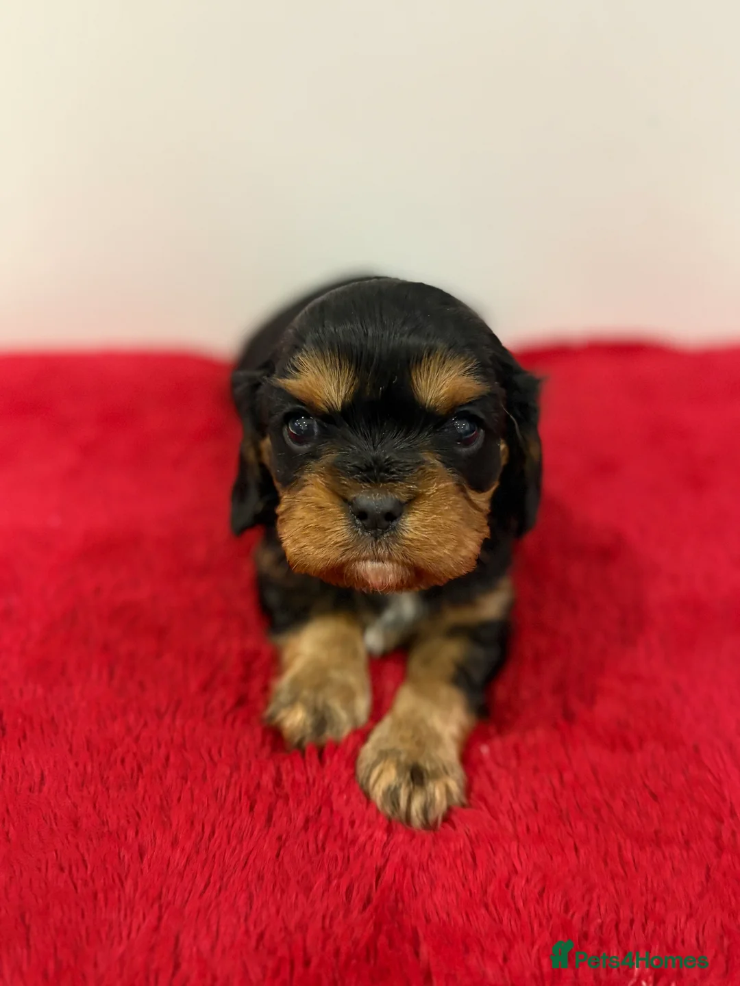 Cavalier King Charles Spaniel dogs for sale: 1 tri girl left - kc & health tested parents ❤️ - Advert 20