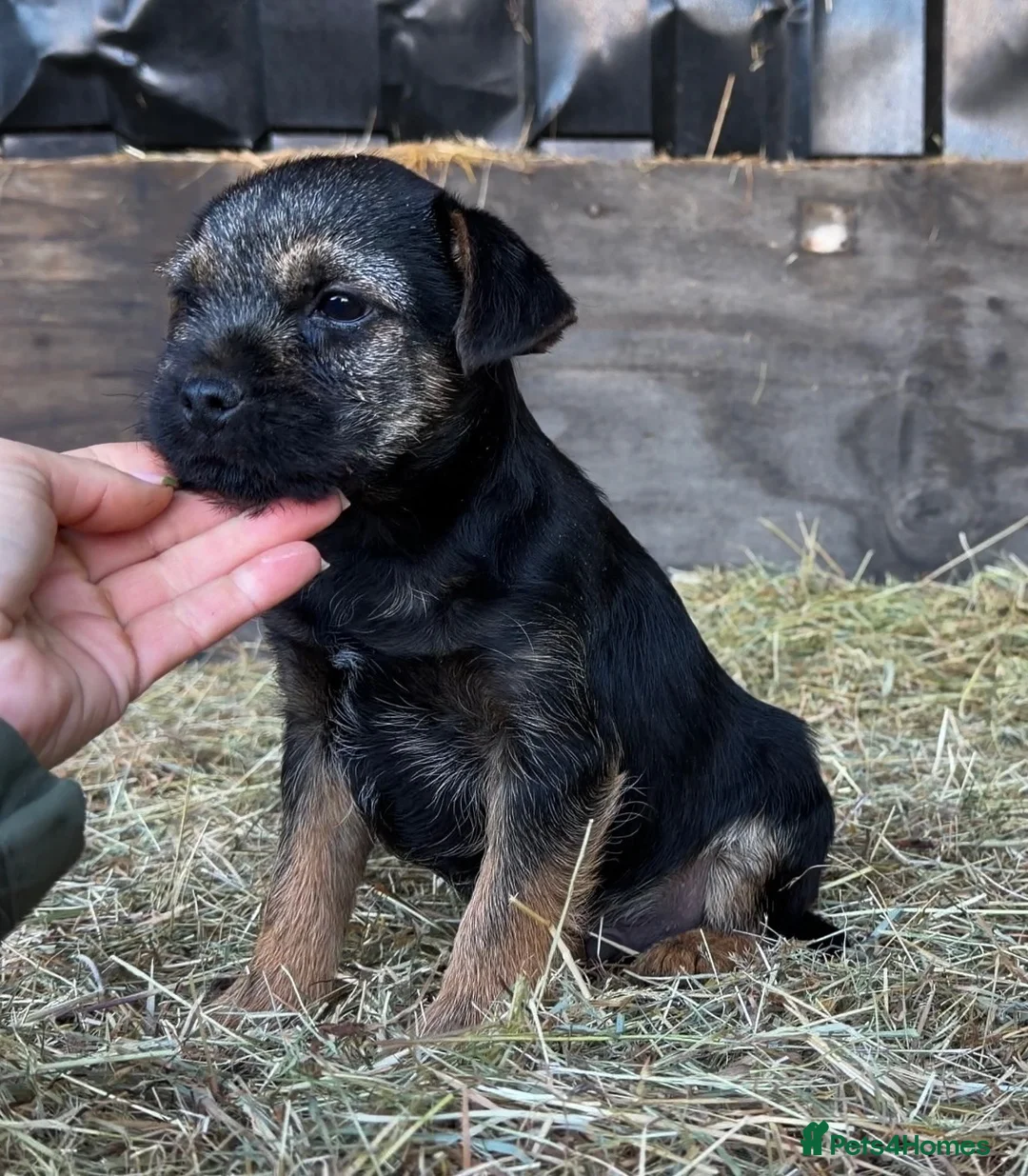 Border Terrier dogs for sale: Kc reg Blue & tan male - Advert 1