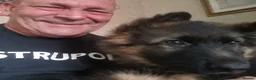 German Shepherd dogs for sale: German shepherd puppies - Advert 2