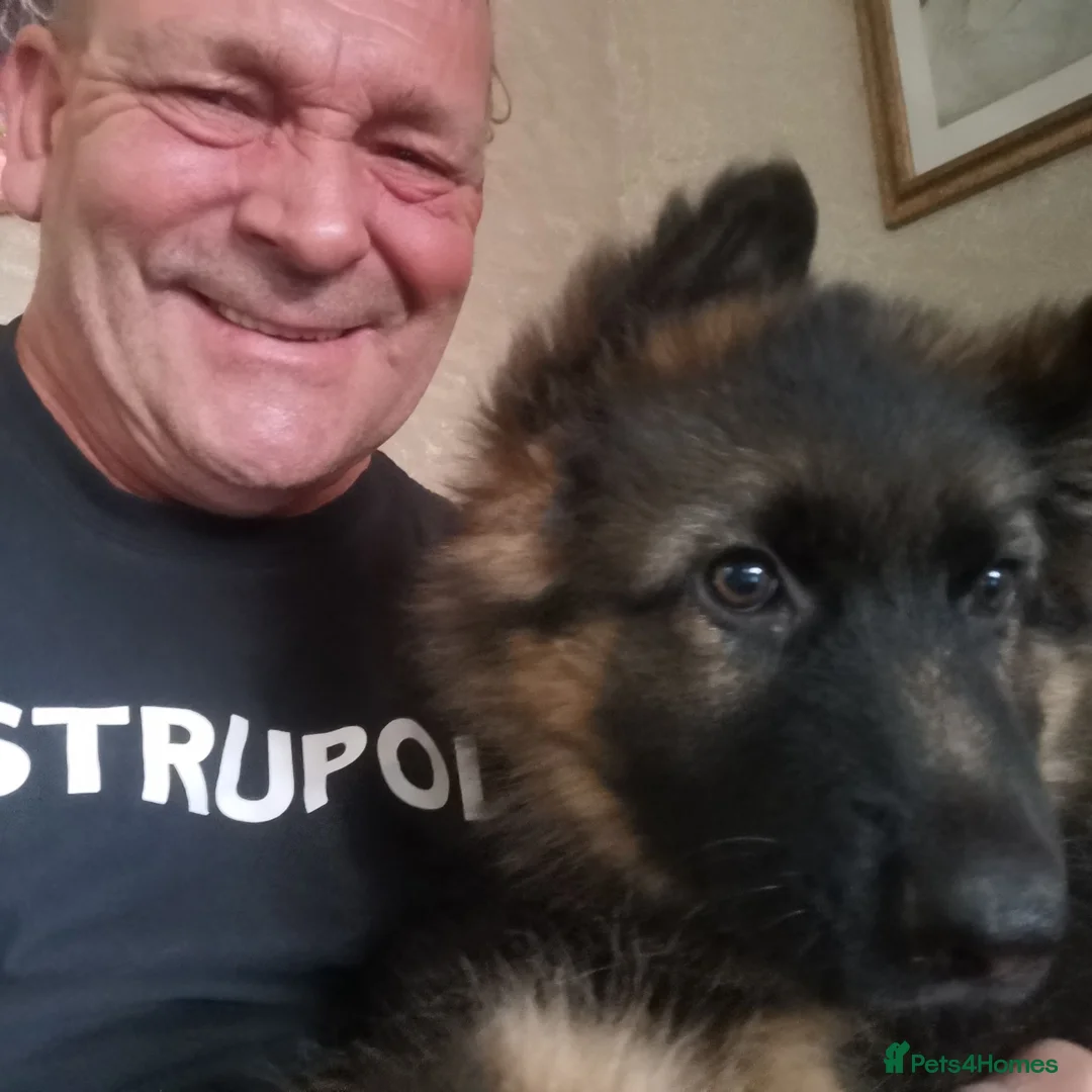 German Shepherd dogs for sale: German shepherd puppies - Advert 2