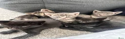 Bengal cats for sale: Silver Bengal x Bombay Kittens| Ready 9th July - Advert 4