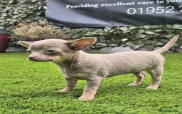 Chihuahua dogs for sale: Chihuahua female puppies  - Image 13