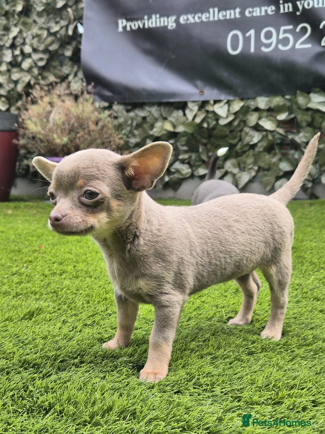 Chihuahua dogs for sale: Chihuahua female puppies  - Image 13