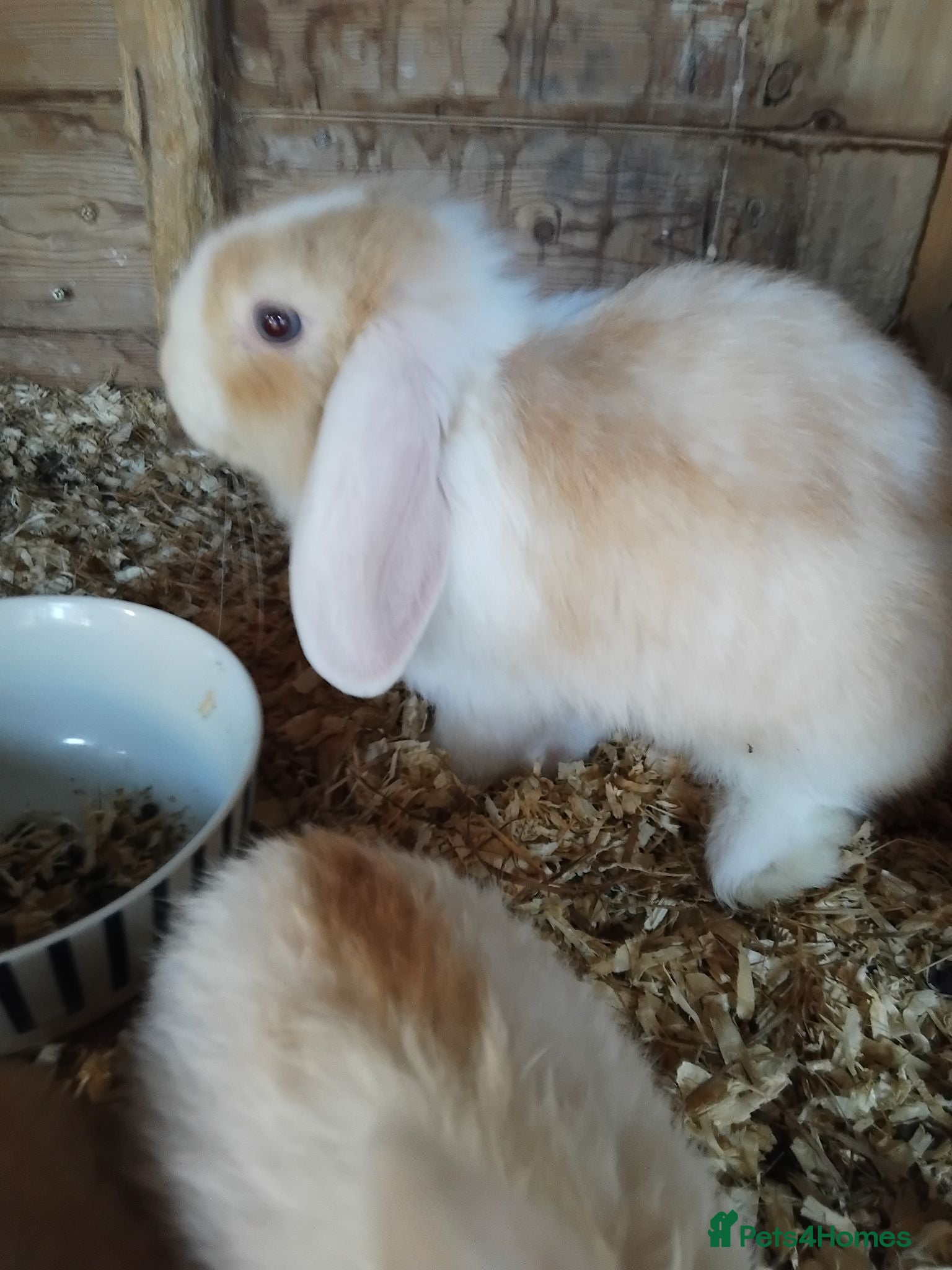 Mini Lop rabbits Baby lops - Advert 21