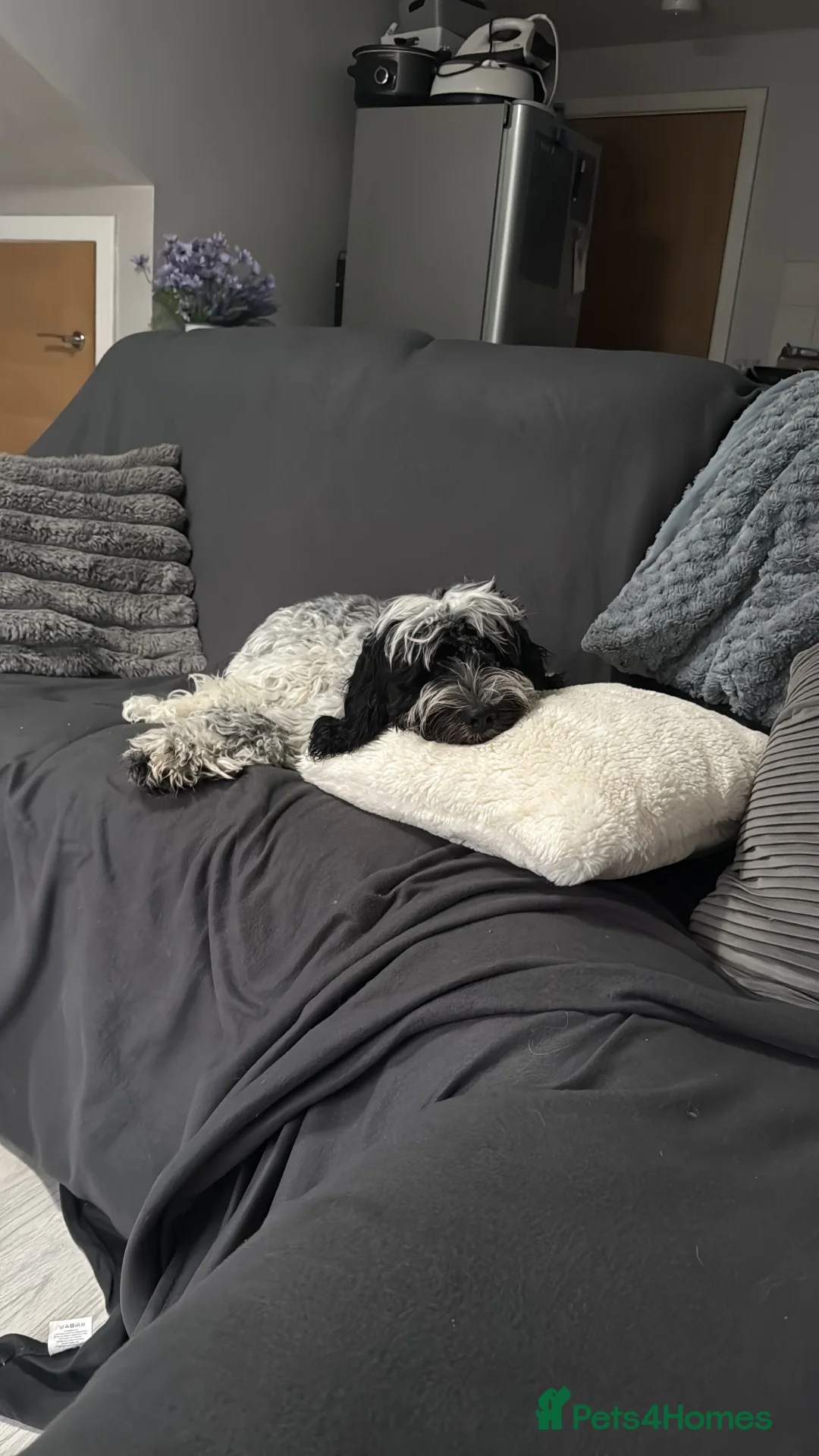 Cockapoo dogs for sale: 9 month old Cockapoo male - Advert 4