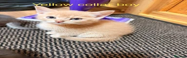 Yellow collar boy