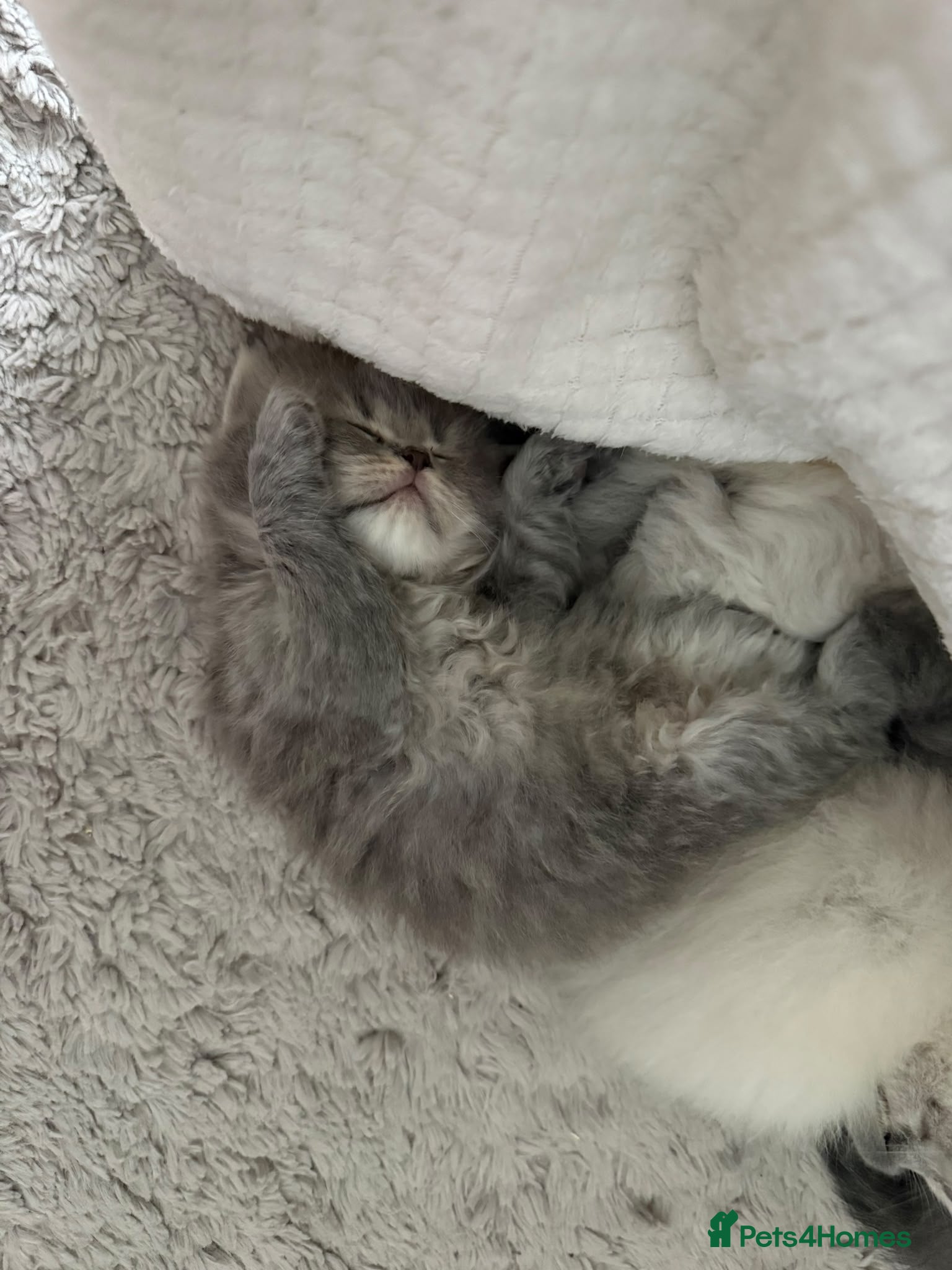 Scottish Fold cats Scottish fold kittens - Advert 2
