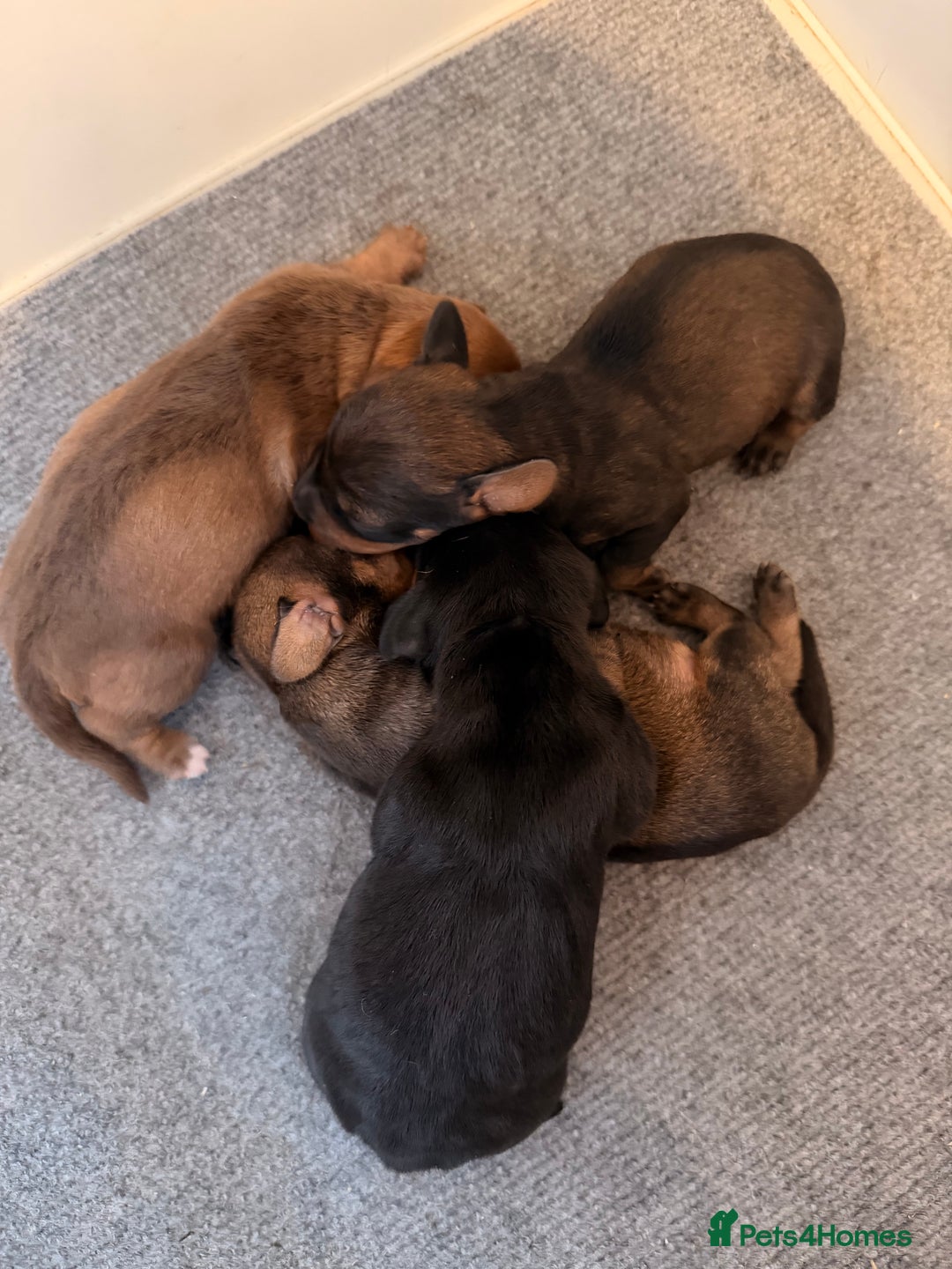 Dachshund dogs for sale: Exceptional Wire Haired Dachshunds (teckels)  - Advert 4