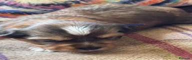 Yorkshire Terrier 1
