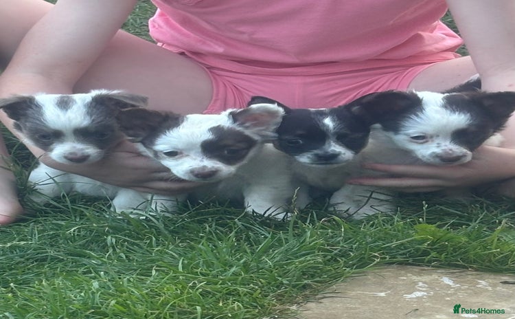Mixed Breed dogs - Advert 12