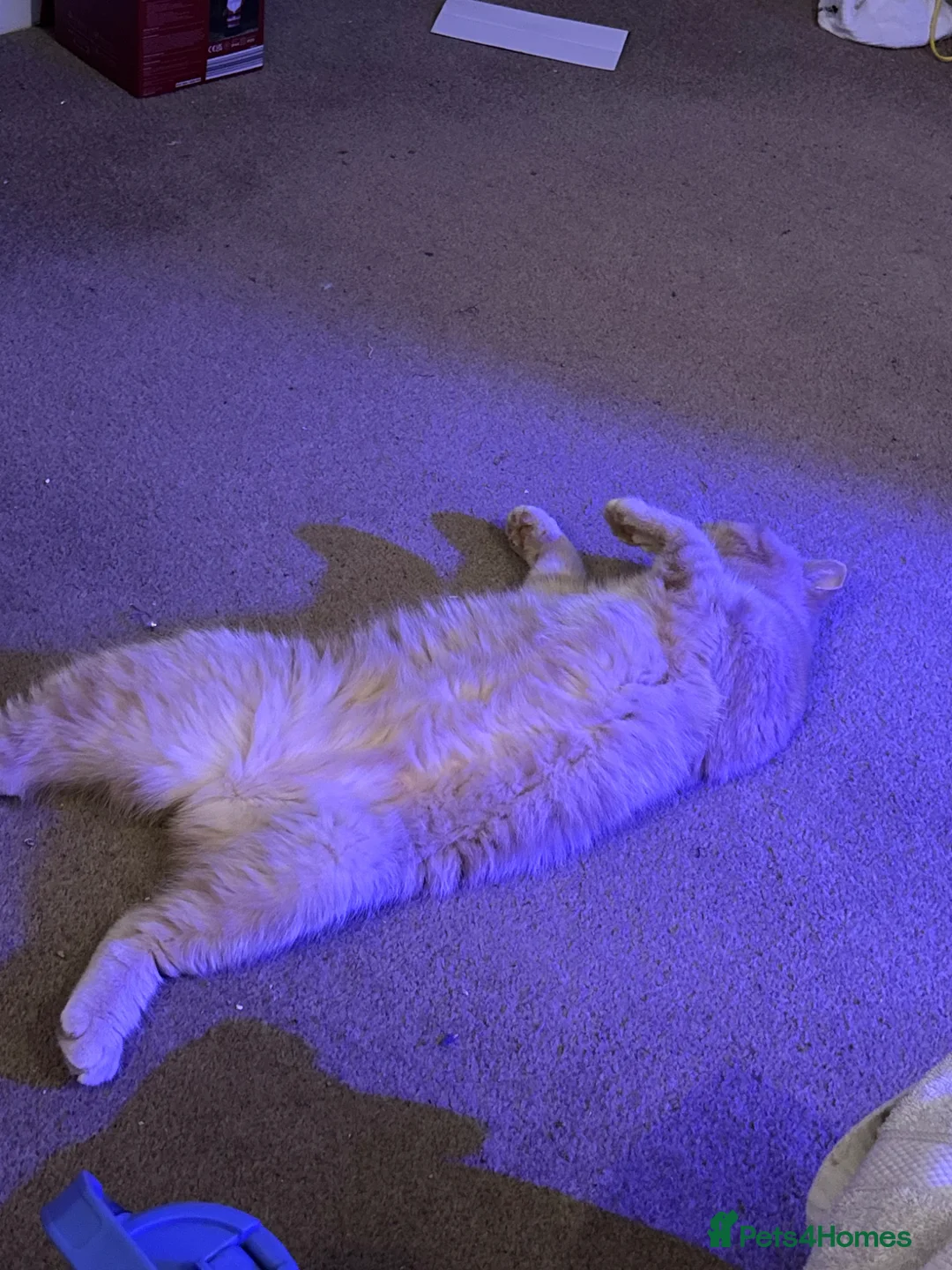 Exotic cats for sale: Exotic short haired Cream & Red - Advert 4