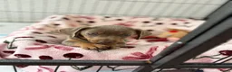Chiweenie dogs for sale: Last Beautiful silver boy ready to go !! - Advert 3