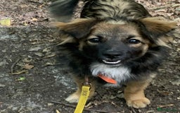Mixed Breed dogs for adoption: 💖🐶 JENNY 🐶💖 - Image 6