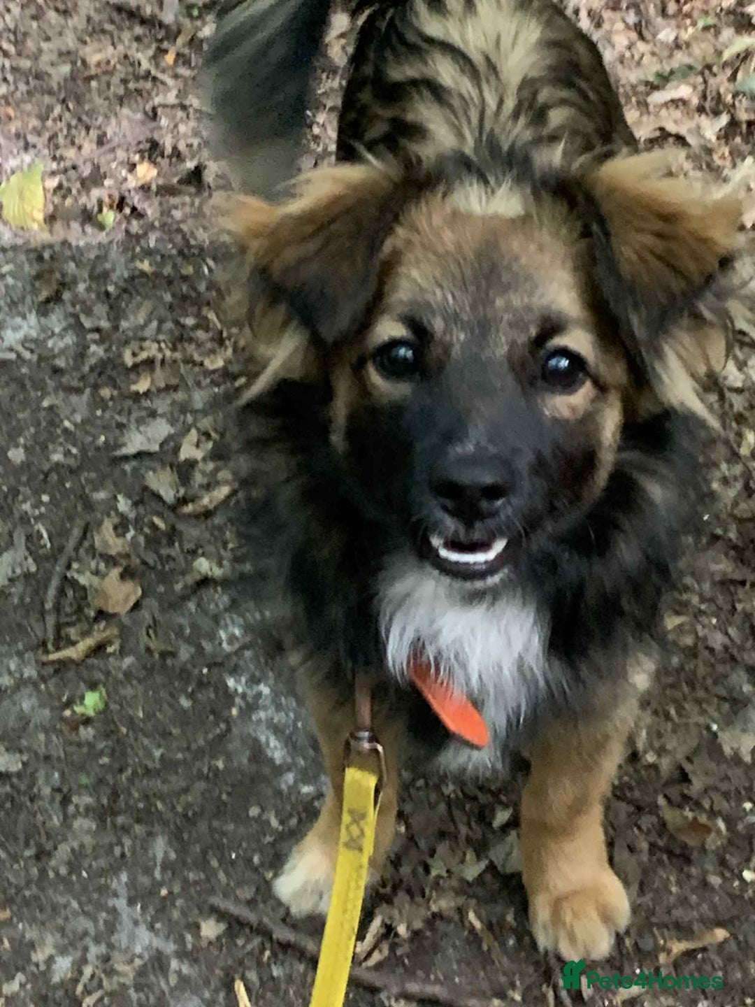 Mixed Breed dogs for adoption: 💖🐶 JENNY 🐶💖 - Image 6