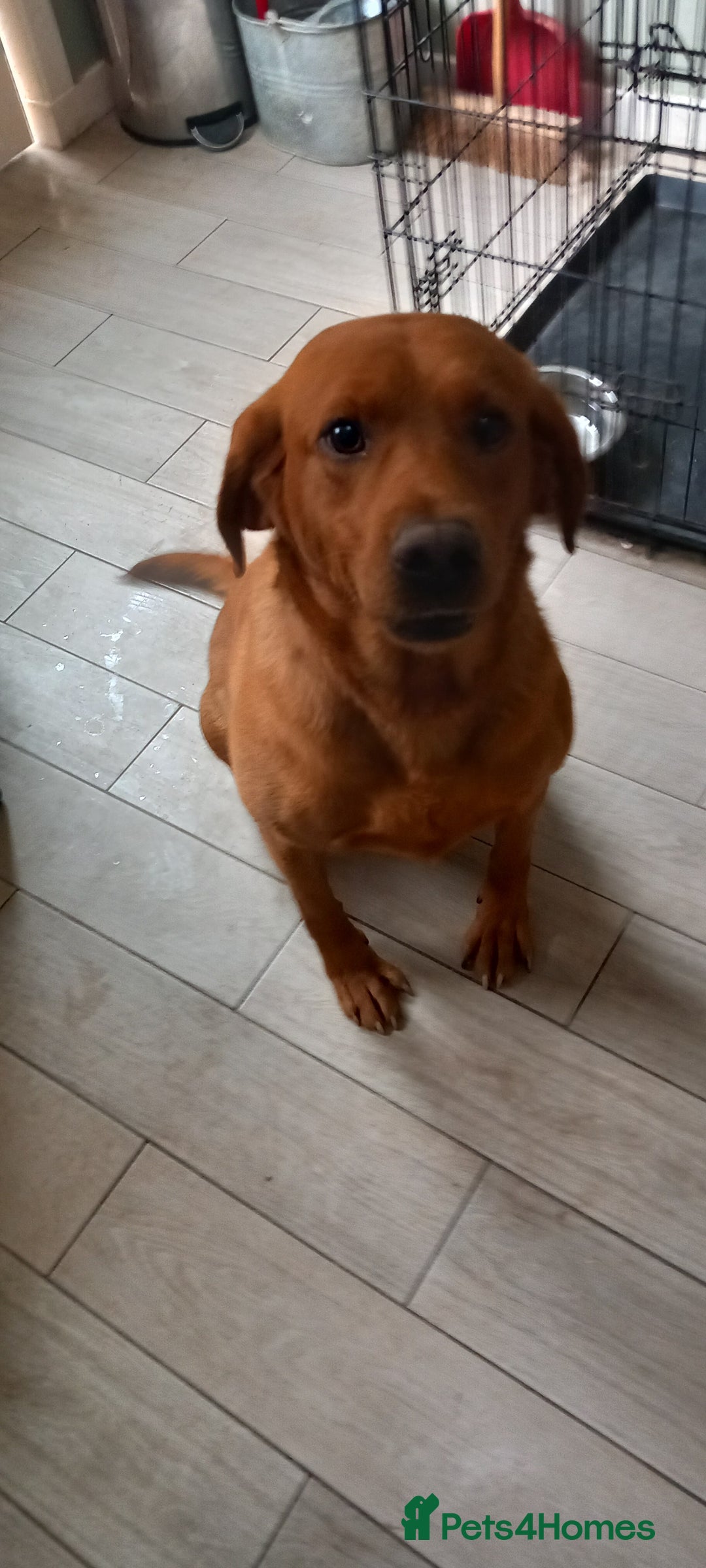 Labrador Retriever dogs for sale: KC REG FOX RED LABRADOR PUPPIES - Advert 9