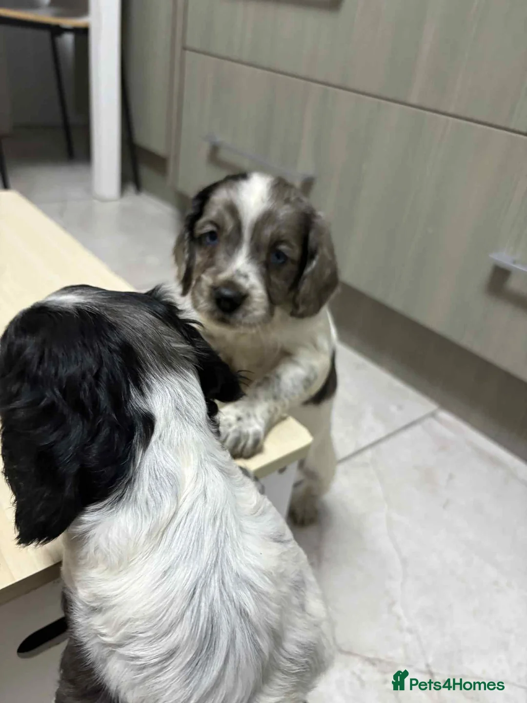 Sprocker dogs for sale: 7 Sprocker spaniels - Advert 7