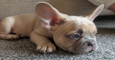 French Bulldog dogs - Advert 1