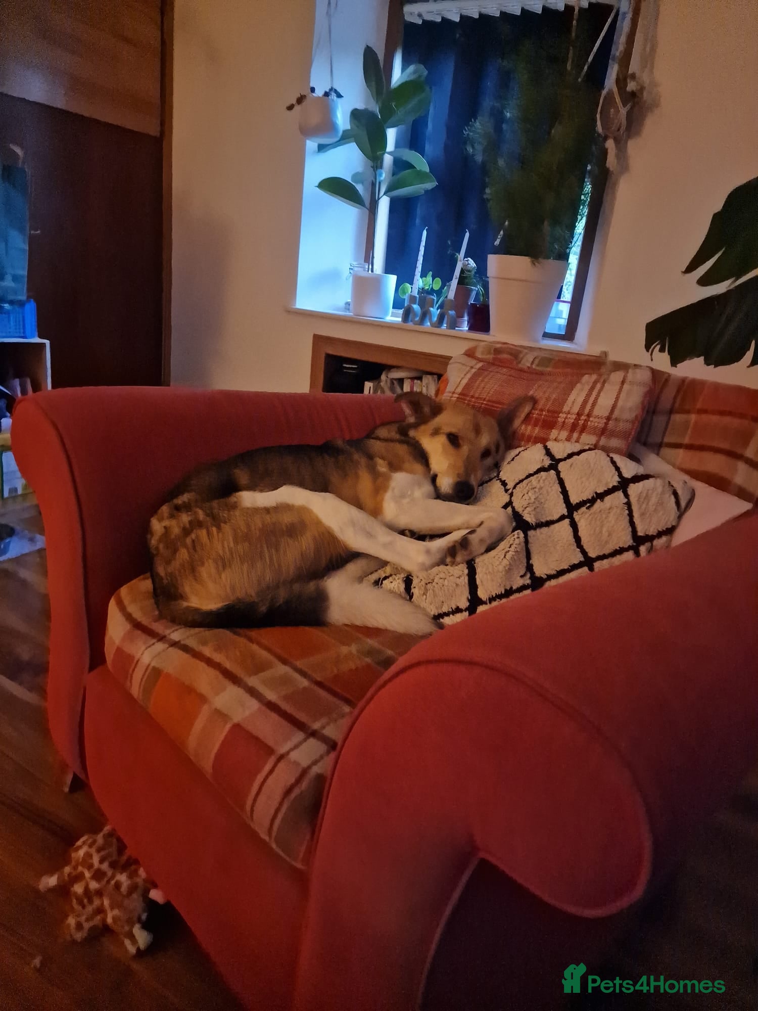 Mixed Breed dogs for adoption: Meet Greisho – the cuddly adventure‑lover in Auchterarder - Advert 5