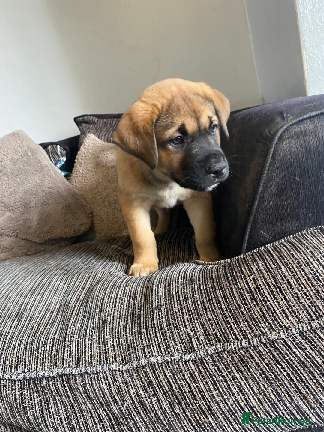 Mixed Breed dogs for sale: Rottweiler x Akita puppy  - Image 7