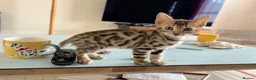 Bengal cats for sale: Brown Bengal Boy (last one) - Advert 26