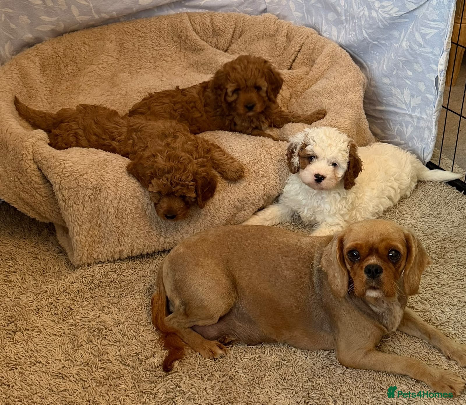 Cavapoo dogs Adorable F1 health clear cavapoo puppies - Advert 1