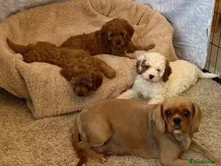 Cavapoo dogs Adorable F1 health clear cavapoo puppies - Advert 1
