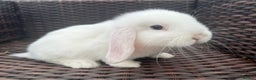 Mini Lop rabbits for sale: Beautiful Baby Mini Lops Ready Now - Advert 3