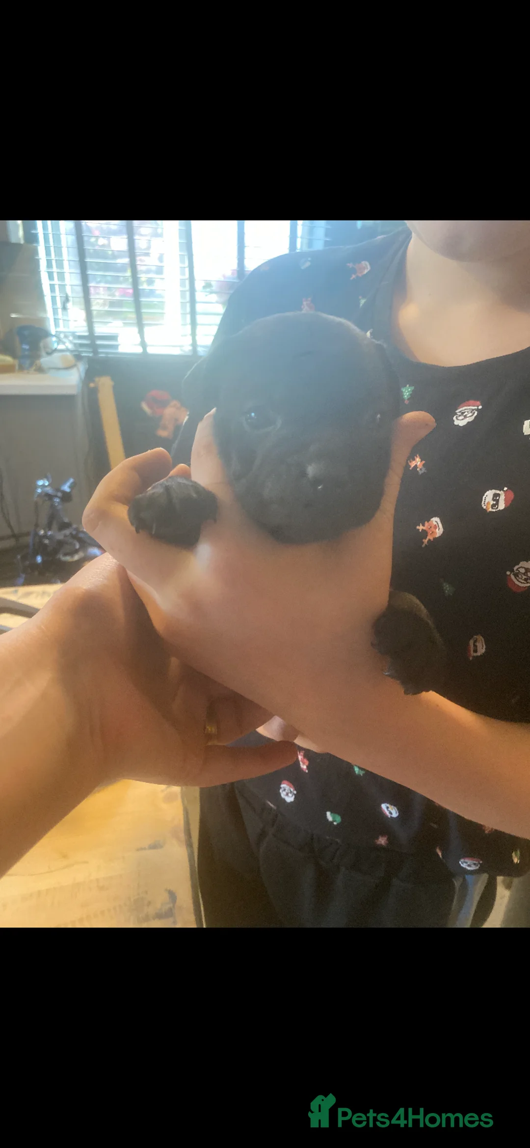 Mixed Breed dogs for sale: Jug puppies 3 left all male - Advert 3