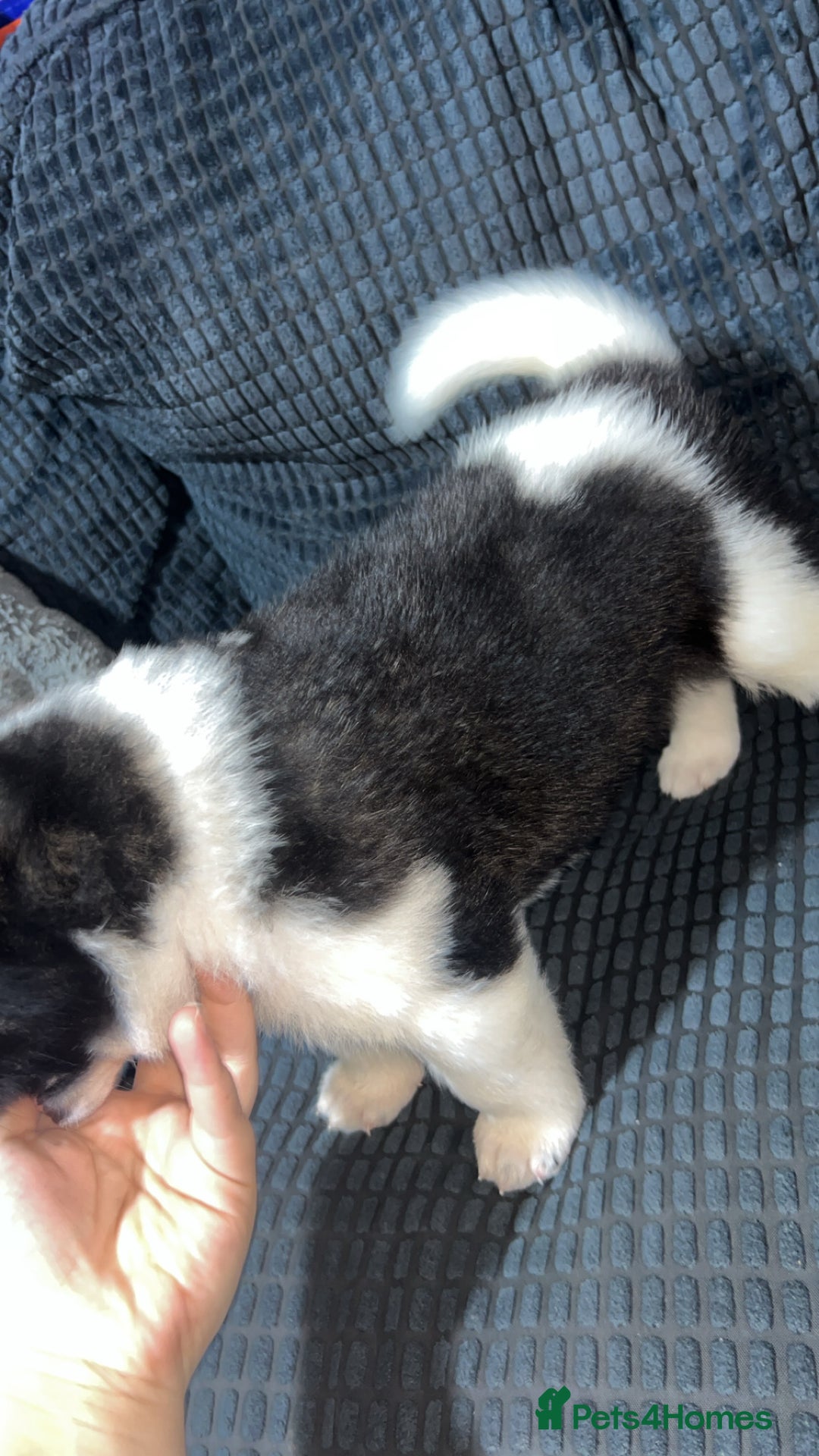 Akita dogs for sale: American Akita puppy’s  - Image 19