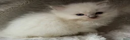 Ragdoll cats for sale: Registered Cheribum Kittens - Advert 3
