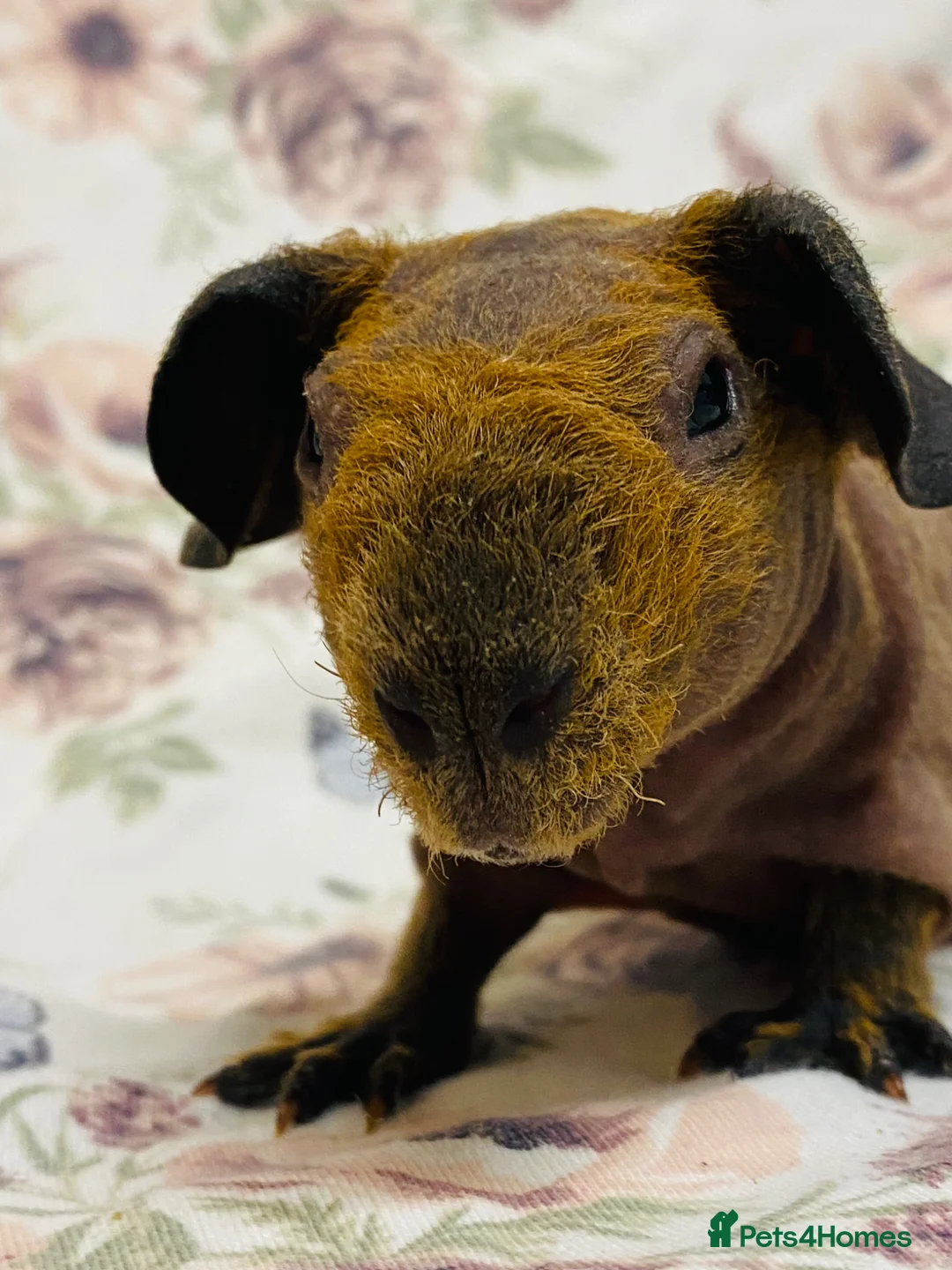 Guinea Pig rodents for sale: Skinny and werewolf babies available to reaerve - Advert 2