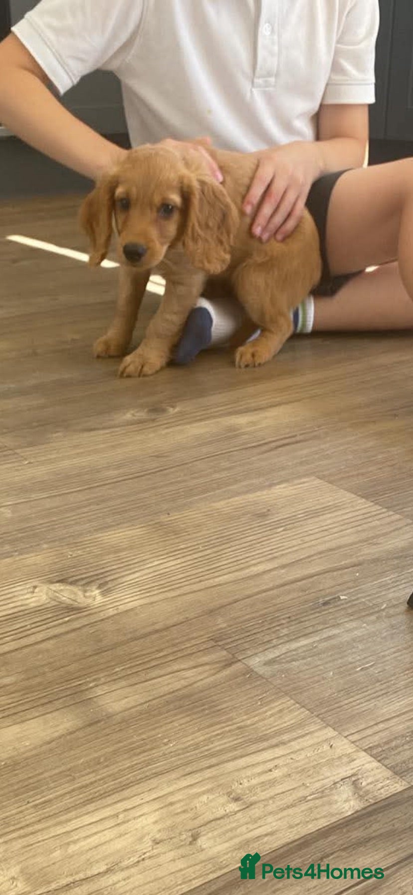 Cockapoo dogs Last little gorgeous girl  - Advert 2