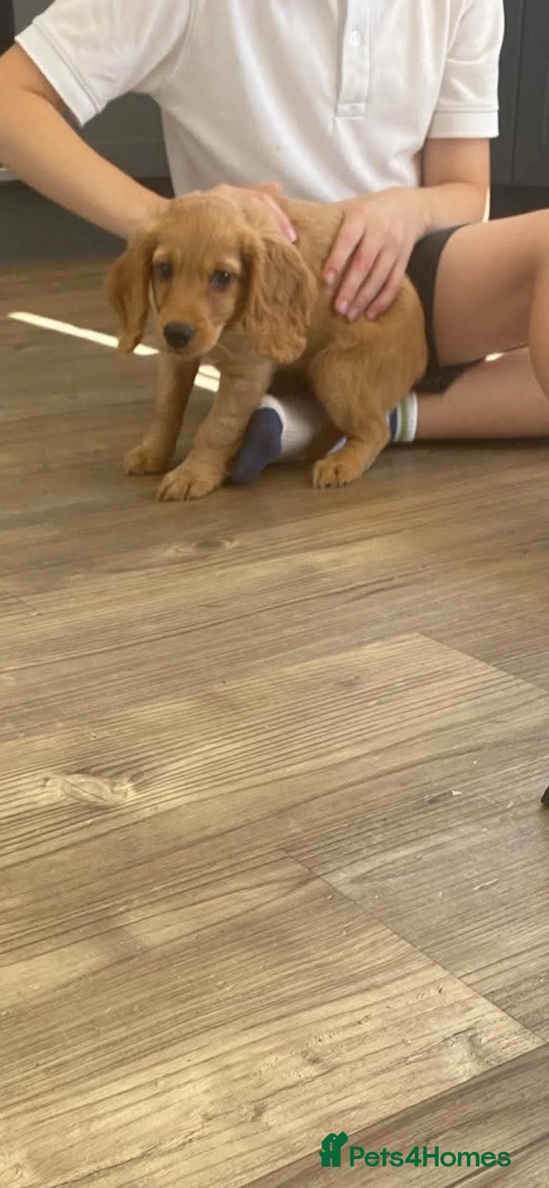 Cockapoo dogs for sale: Last little gorgeous girl  - Advert 2