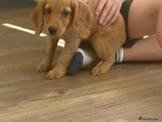 Cockapoo dogs Last little gorgeous girl - Advert 2