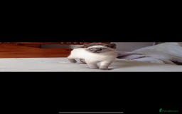 British Shorthair cats for sale: Chocolate BSH Kittens  - Image 11