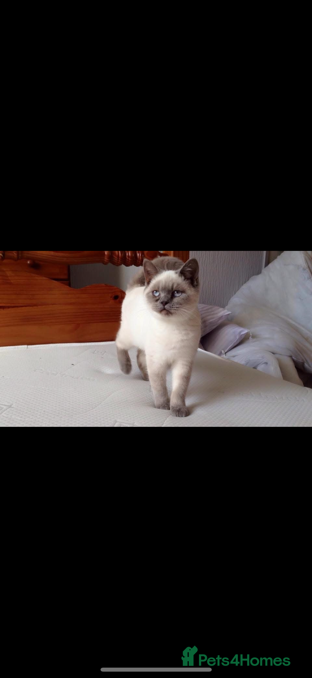 British Shorthair cats for sale: Chocolate BSH Kittens  - Image 11