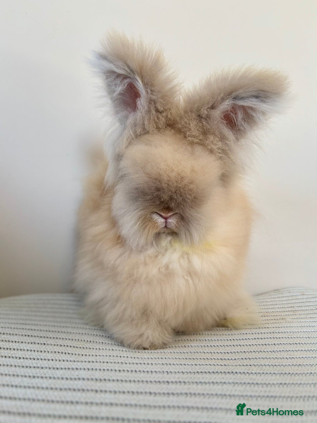 Angora rabbits for sale: Fully Vaccinated Pedigree English Angoras  - Image 25