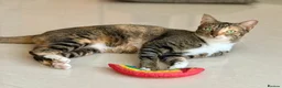 Arabian Mau cats for adoption: Mila is available for adoption  - Advert 13