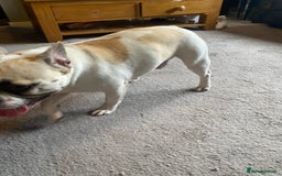 French Bulldog dogs for sale: Rehoming one year old French bulldog - Image 10