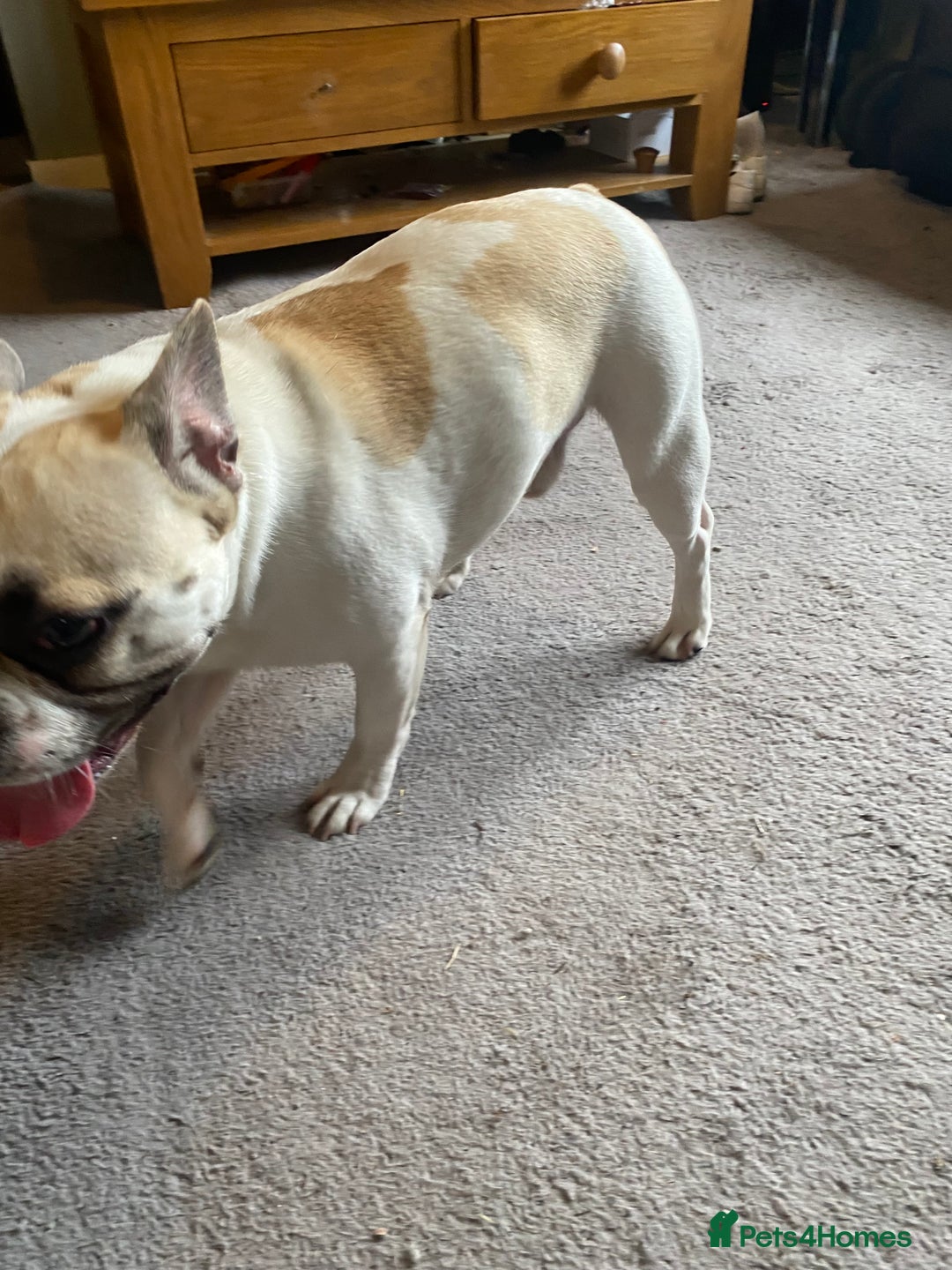 French Bulldog dogs for sale: Rehoming one year old French bulldog - Image 10