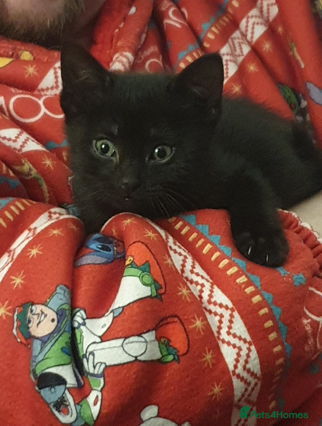 Mixed Breed cats for sale: 3 beautiful boy kittens ready for forever homes - Advert 2