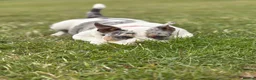 American Bully dogs for sale: American pocket Bully in Mansfield - Advert 5