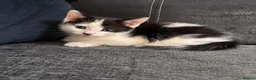 Domestic Shorthair cats for sale: Beautiful kittens ready for their forever homes 🩷 - Advert 5