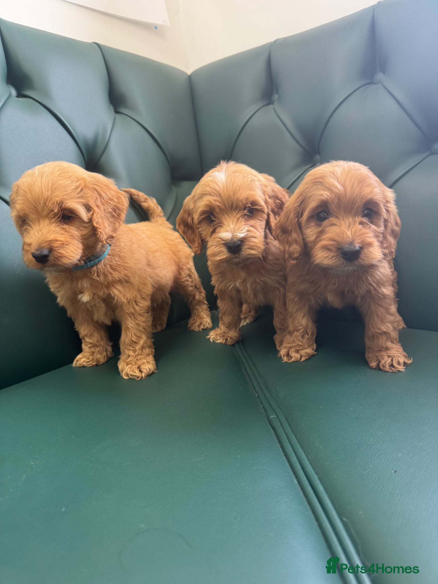 Cockapoo dogs 5⭐️ Licensed breeder. F1 cockapoo PRA Clear - Advert 1