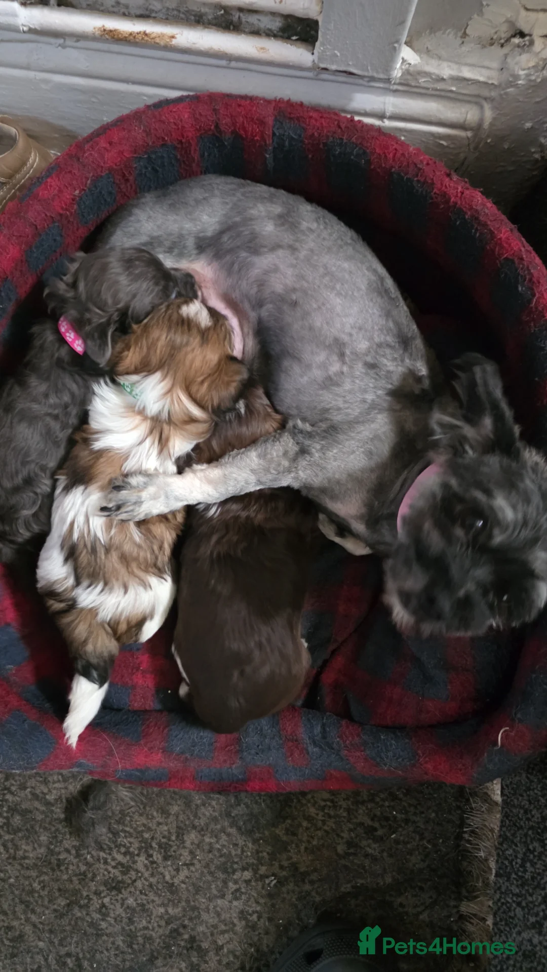 Shorkie dogs for sale: Shorkie puppies  - Advert 4