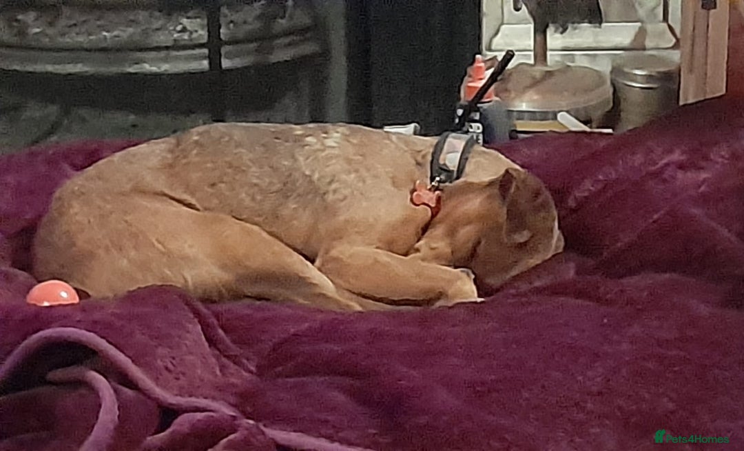 Fox Terrier dogs for adoption: Sweet Felix Needs LOVE - Advert 17